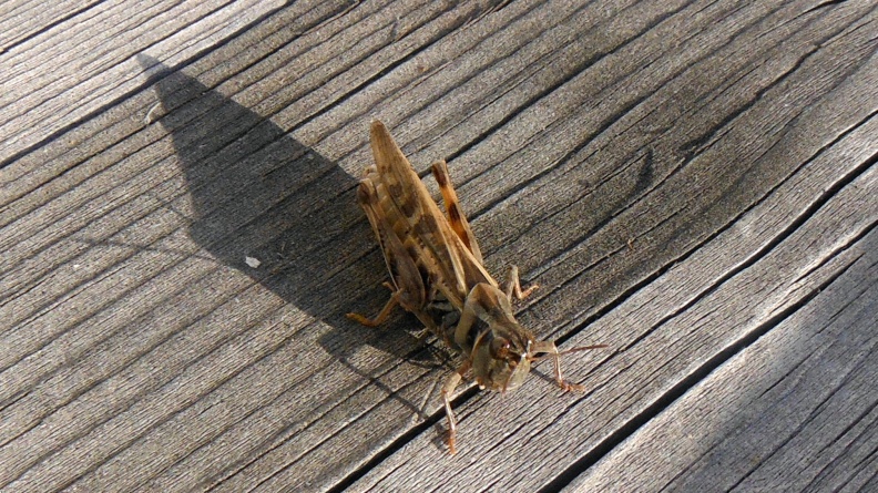 2024-09-16 17.58.57 Differential Grasshopper (Melanoplus differentialis)